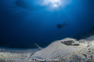 "Slumber"
A resting Southern Stingray almost completely ... by Chase Darnell 
